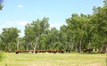 Buffalo herd in Theodore Roosevelt National Park