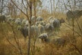 Buffalo herds among dry bushes Royalty Free Stock Photo