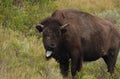 Buffalo With His Tongue Sticking while in a Field Royalty Free Stock Photo