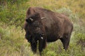 Buffalo With His Tongue Sticking Out in North Dakota Royalty Free Stock Photo
