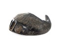 Buffalo horn for dog