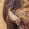 Buffalo Horn at the Zoo Royalty Free Stock Photo