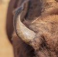 Buffalo Horn at the Zoo