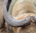 Buffalo Horn at the Zoo Royalty Free Stock Photo