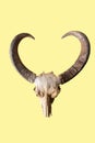 Buffalo horns, buffalo head bones Royalty Free Stock Photo