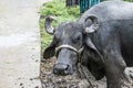 Buffalo horns in muds close-up view photograph