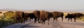 Buffalo Jam, American Bison Royalty Free Stock Photo