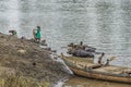 Buffalo Keeper Bathing Their Buffaloes In The Krishna River Water Royalty Free Stock Photo