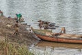 Buffalo Keeper Bathing Their Buffaloes In The Krishna River Water Royalty Free Stock Photo