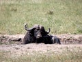 Buffalo at Kruger National Park