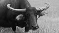 Buffalo Kwai Thai ,Mammal animal, Thai buffalo in grass field,Adult in farm garden near the road side. Royalty Free Stock Photo