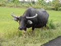 Buffalo Kwai Thai ,Mammal animal, Thai buffalo in grass field,Adult in farm garden near the road side. Royalty Free Stock Photo