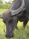 Buffalo Kwai Thai ,Mammal animal, Thai buffalo in grass field,Adult in farm garden near the road side. Royalty Free Stock Photo