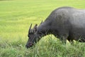 Buffalo Kwai Thai ,Mammal animal, horn , Thai buffalo in grass field,Adult in farm garden near the road side. Royalty Free Stock Photo