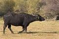 Buffalo at lake Kerkini in Greece Royalty Free Stock Photo