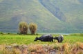 Buffalo In Lake TOba Royalty Free Stock Photo