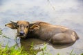 Buffalo in the lake