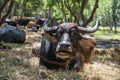buffalo with large horns chewing dry grass with blur buffaloes
