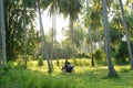 A buffalo with large horns grazes on the lawn in a green tropical jungle