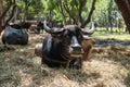 buffalo with large horns sit on dry grass with blur group of buffaloes
