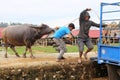 Buffalo led onto truck after being sold at market , Tanah Toraja, Indonesia