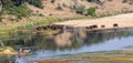 Buffalo in Letaba River Royalty Free Stock Photo