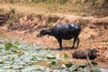 Buffalo is Life Machine of Farmer at canal.