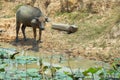 Buffalo is Life Machine of Farmer at canal.