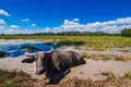 Buffalo live in the field with blue sky Royalty Free Stock Photo