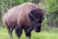 the buffalo looks toward the photographer while standing in a grassy field