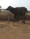 He is a buffalo and lunch time and drink water after