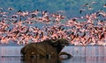 Buffalo lying in the water on the background of big flocks of flamingos. Kenya. Africa. Nakuru National Park. Lake Bogoria Royalty Free Stock Photo