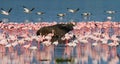 Buffalo lying in the water on the background of big flocks of flamingos. Kenya. Africa. Nakuru National Park. Lake Bogoria