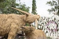 Buffalo, made from rice straw in garden Royalty Free Stock Photo