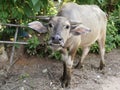 Buffalo, Mammal animal, Thai buffalo in grass field,Adult buffalo with her child with sunset in farm garden near the road side. Royalty Free Stock Photo