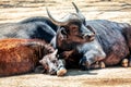 Buffalo mammal animals