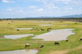 Group of Buffalos are relaxing in mud during summer time