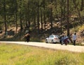 Buffalo meets car along the needles highway