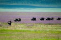 Buffalo migration Ngorongoro crater, Tanzania