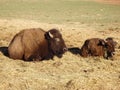 Buffalo Mom and Baby Resting Royalty Free Stock Photo