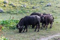 Buffalo in mountains of Abkhazia Royalty Free Stock Photo