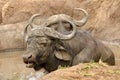 Buffalo in mud-pool, photographed at Hluhluwe/Imfolozi Game Reserve in South Africa.