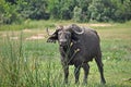 Buffalo of Murchison Falls Uganda Royalty Free Stock Photo