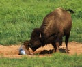 Buffalo with newborn calf