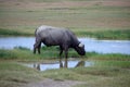 Buffalo in the Ngorongo crater in Tanzania Royalty Free Stock Photo