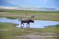 Buffalo in the Ngorongo crater in Tanzania Royalty Free Stock Photo