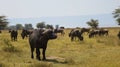 A buffalo in the Ngorongoro National Park