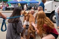 Happy woman meeting adoptable dog