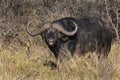 Buffalo - Okavango Delta - Botswana Royalty Free Stock Photo