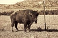 Buffalo of Oklahoma. Royalty Free Stock Photo